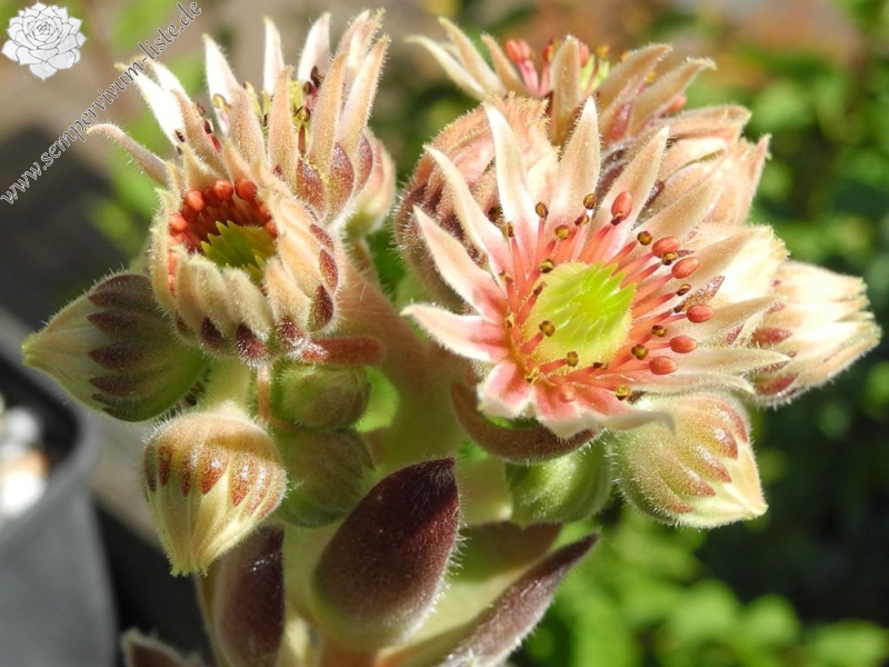 praegeri from Rilagebirge