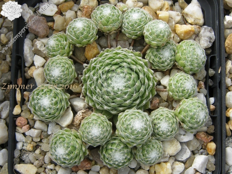 Kugelblitz