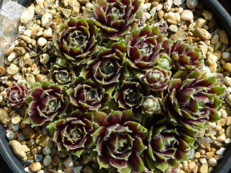 Lula Marquerite