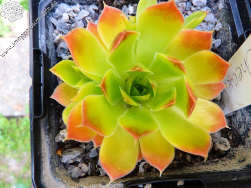 Cheese Summer / Jovi