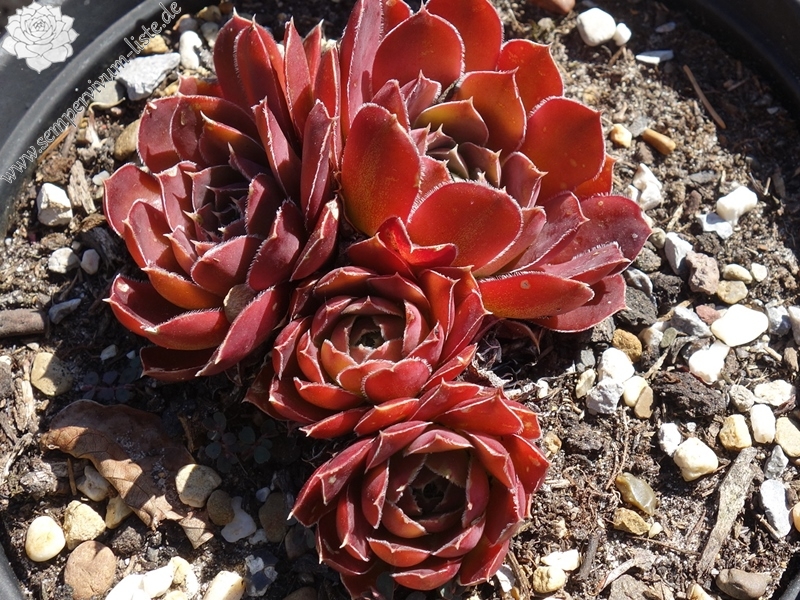 Lena's Red / Jovi