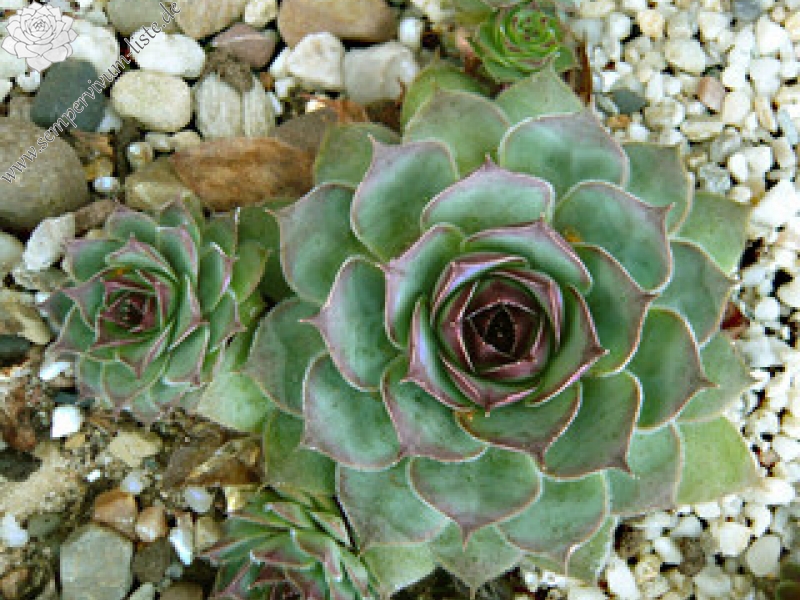Lotte