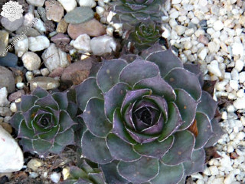 Lotte