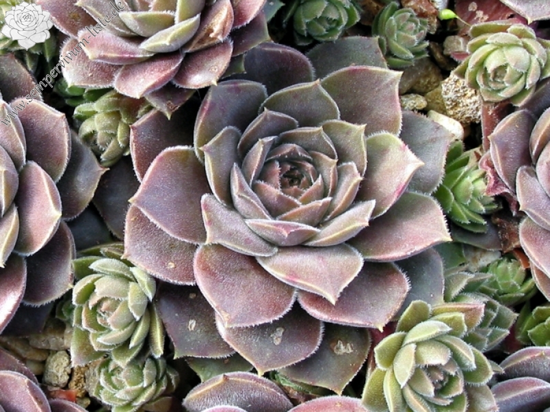 marmoreum ssp. reginae-amaliae from Kambeecho No. 1