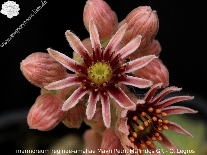 marmoreum ssp. reginae-amaliae from Mavri Petri