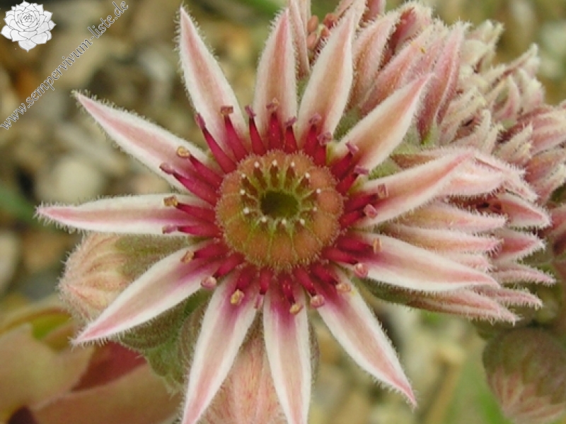 marmoreum ssp. reginae-amaliae from Kambeecho No. 1