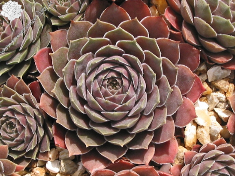 marmoreum ssp. reginae-amaliae from Kambeecho No. 2 (Red Form)