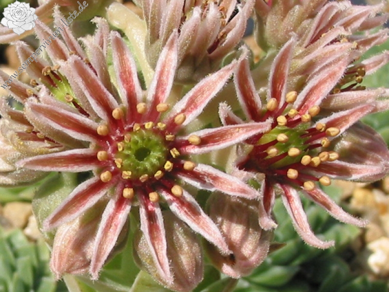 marmoreum ssp. reginae-amaliae from Mavri Petri