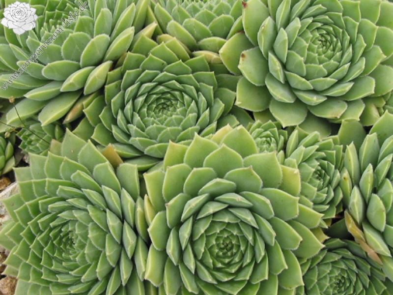 marmoreum ssp. reginae-amaliae from Mavri Petri