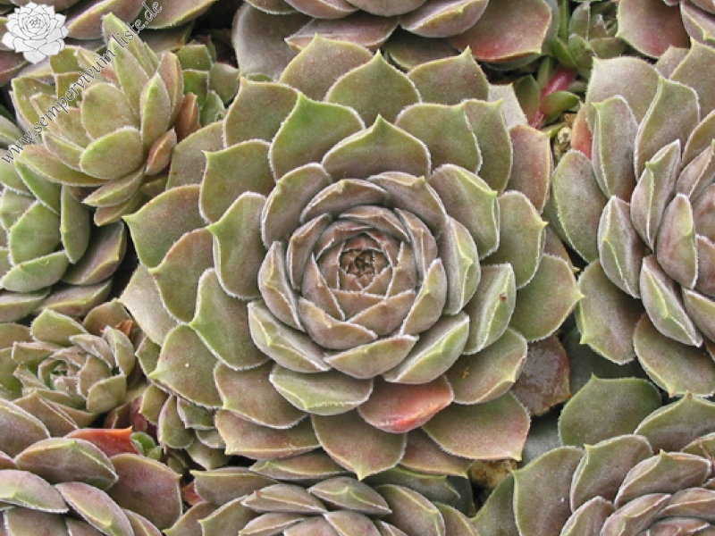 marmoreum ssp. reginae-amaliae from Kambeecho No. 1
