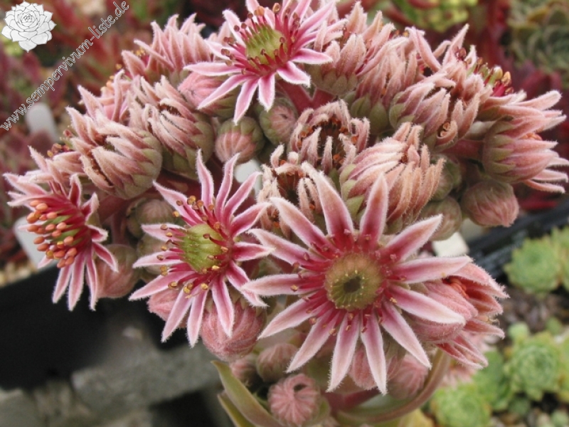 marmoreum ssp. reginae-amaliae from Kambeecho No. 1