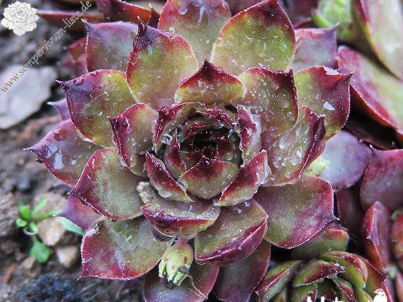 tectorum var. tectorum (rhenanum)