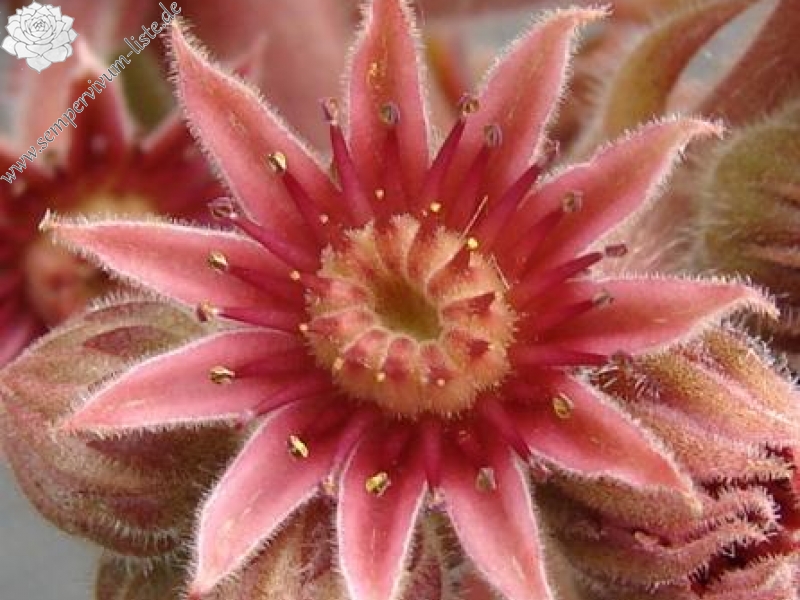 tectorum var. tectorum (rhodanicum)