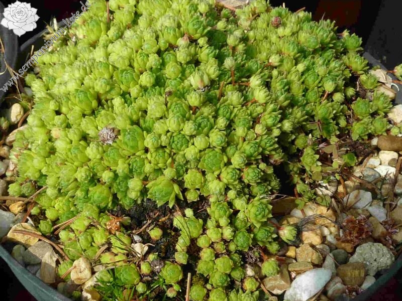 marmoreum ssp. erythraeum from Rilagebirge