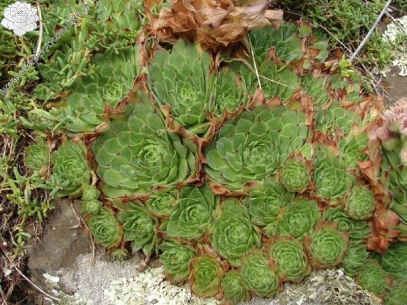 tectorum var. arvernense from Rocher d'Ajoux