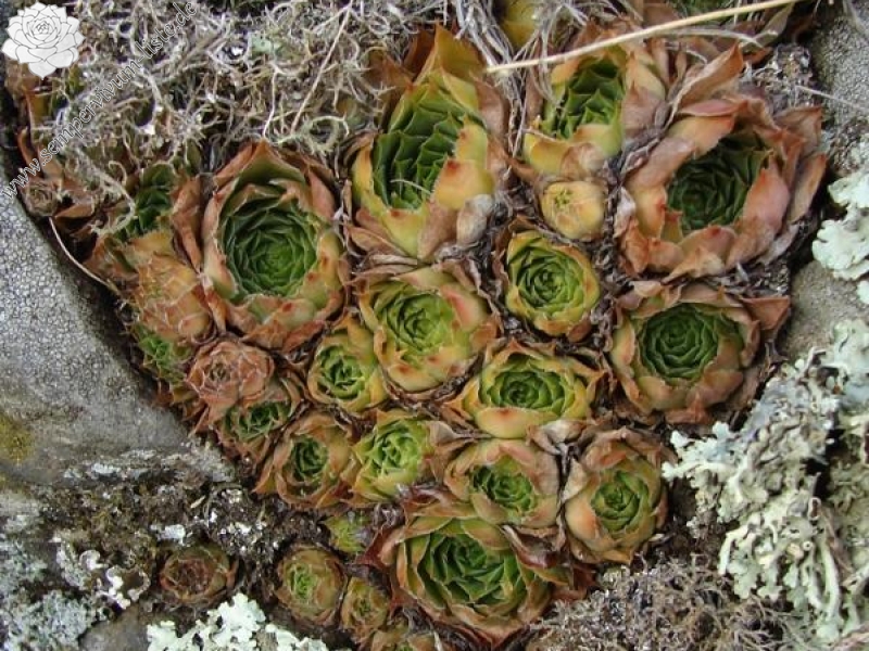 tectorum var. arvernense from Rocher d'Ajoux