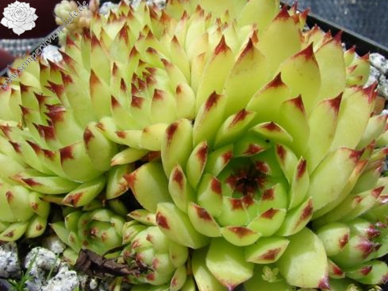 tectorum var. tectorum (rupestre)