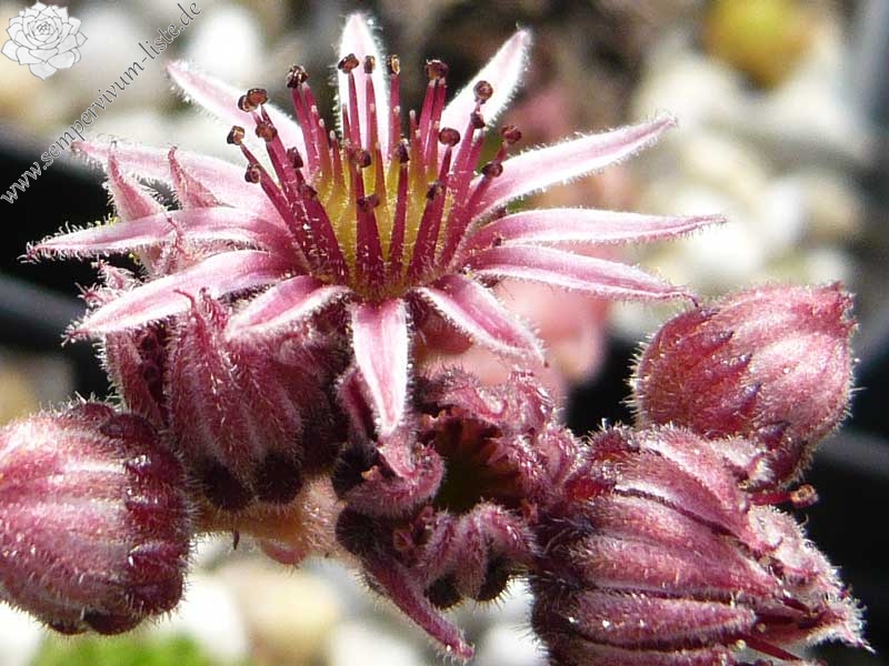 marmoreum ssp. marmoreum (balcanicum)