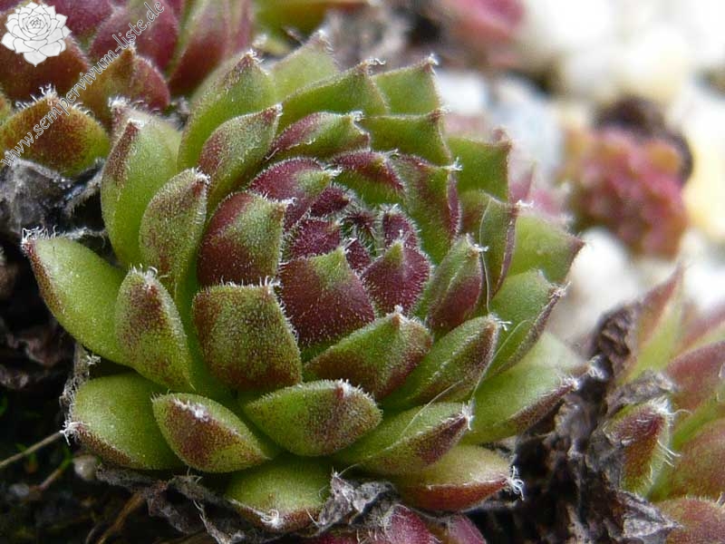 minutum (hirtella)