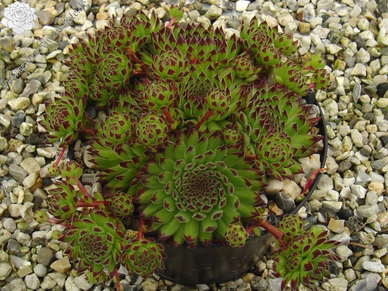 Little Urchin