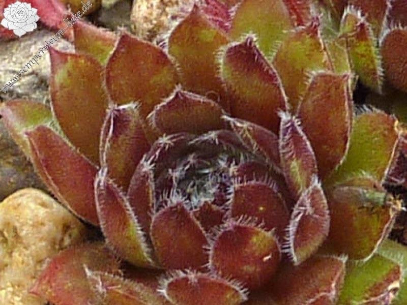 Lombra