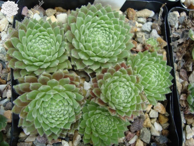 Kubi