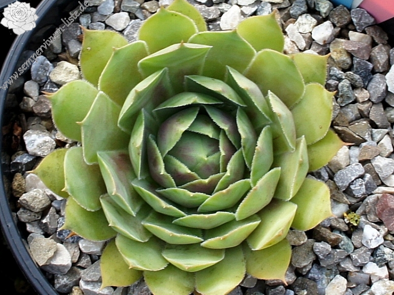 Luella