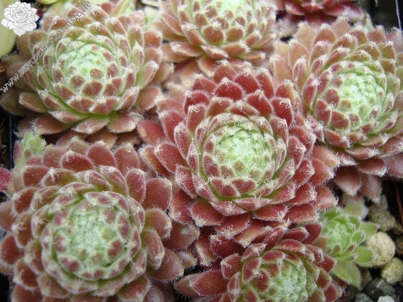 Kubi