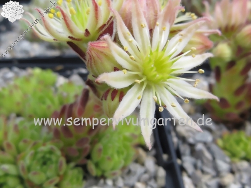 montanum (pallidum) from Bergell