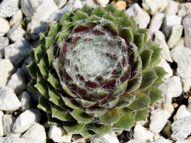 Laced Bonnet