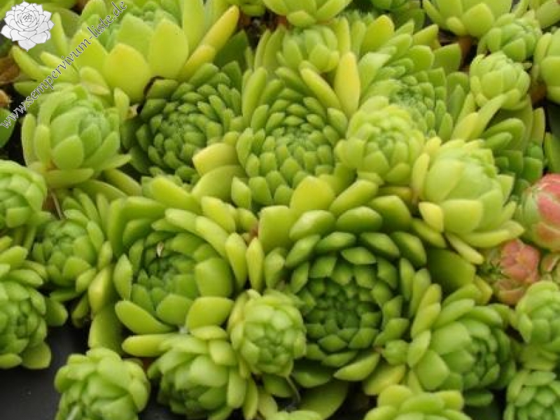 montanum from Bonn-Matreier-Hütte