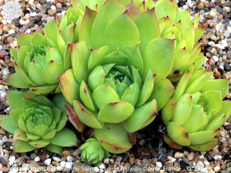 tectorum var. arvernense from Sainte-Yvoine