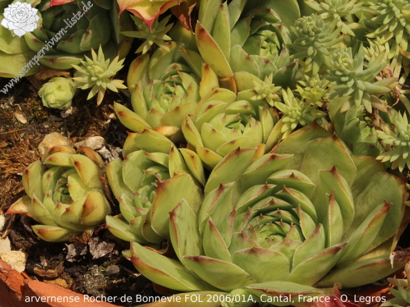 tectorum var. arvernense from Rocher de Bonnevie (Typ 01A)