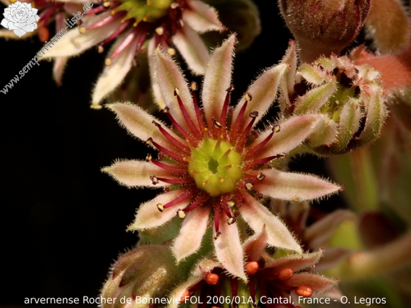 tectorum var. arvernense from Rocher de Bonnevie (Typ 01A)