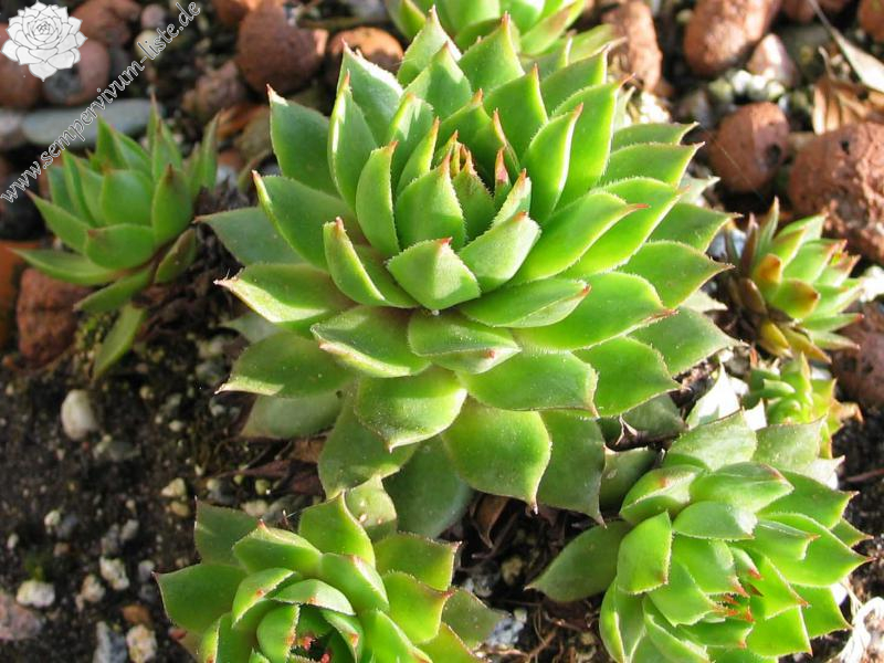 tectorum var. tectorum (alpinum) from Berninapass