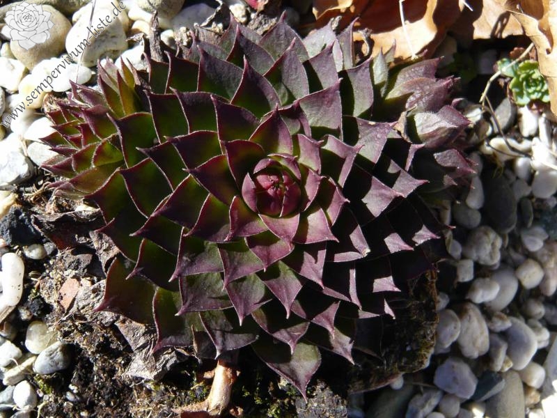 tectorum var. arvernense from Rocher de Bonnevie (Typ 01A)