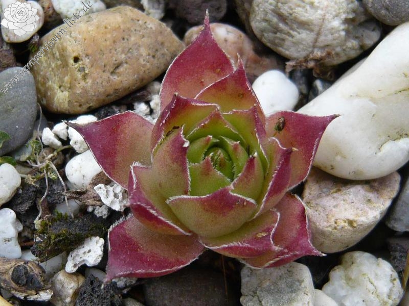 tectorum var. tectorum (decoloratum) from Culoz