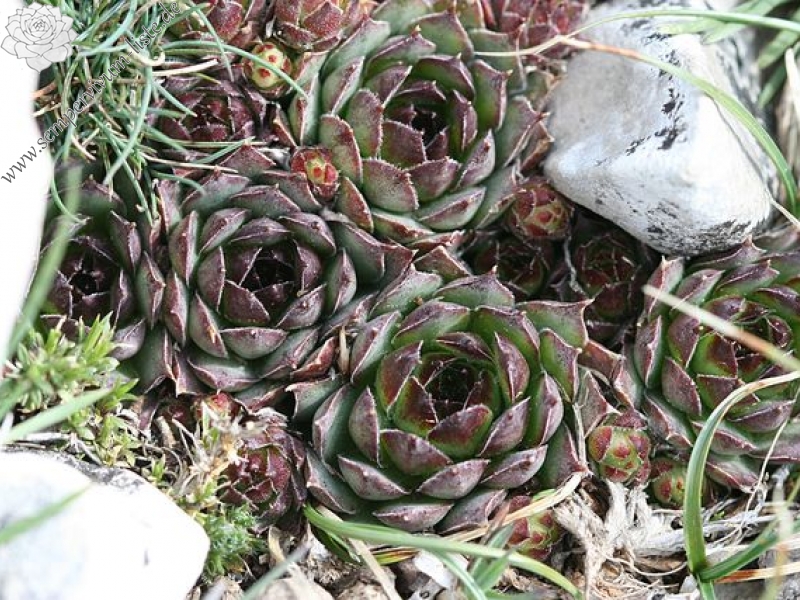 tectorum var. tectorum (guillemotii) from Mont Ventoux