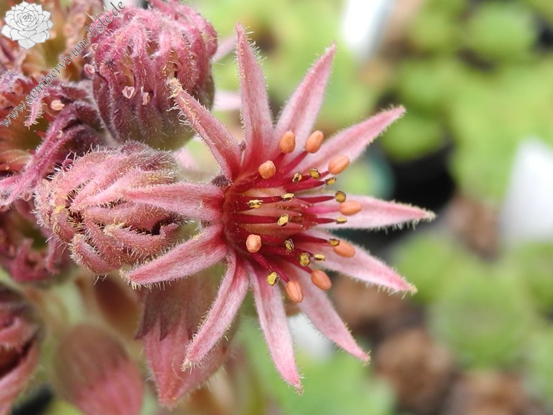 tectorum var. tectorum (pallescens)