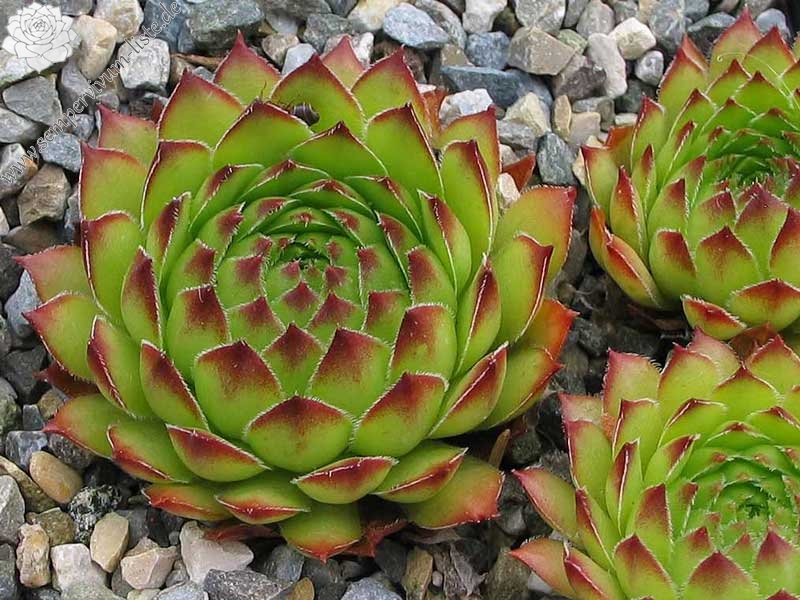 tectorum var. tectorum (alpinum)