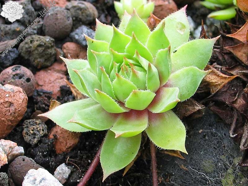 tectorum var. tectorum (alpinum) from Berninapass