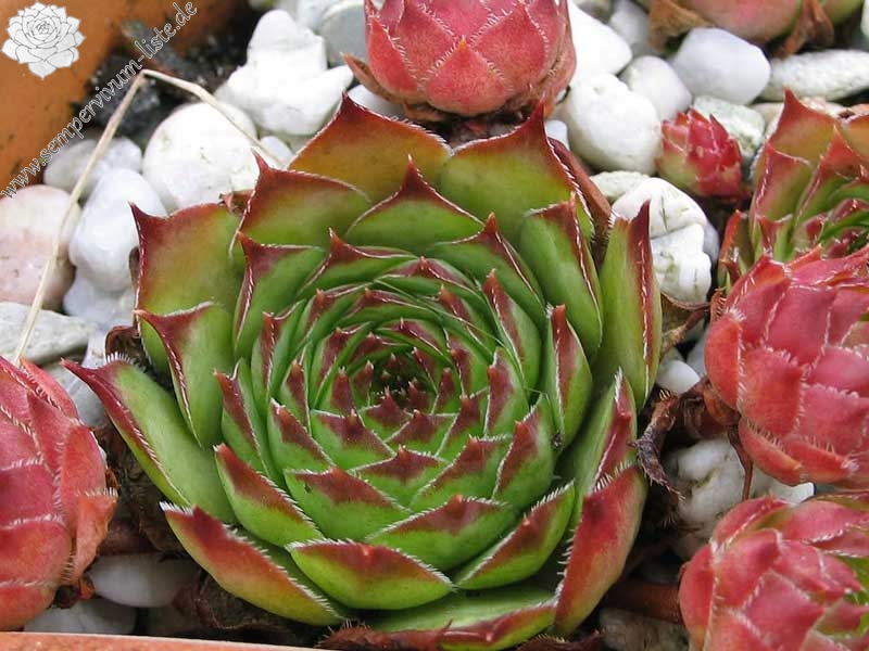 tectorum var. tectorum (clusianum)