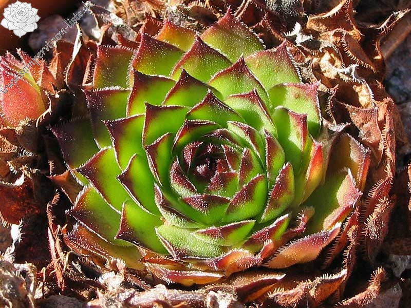 tectorum var. arvernense (italicum)