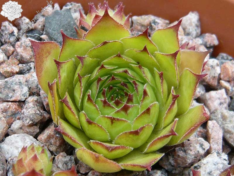 tectorum var. tectorum (corymbosum)