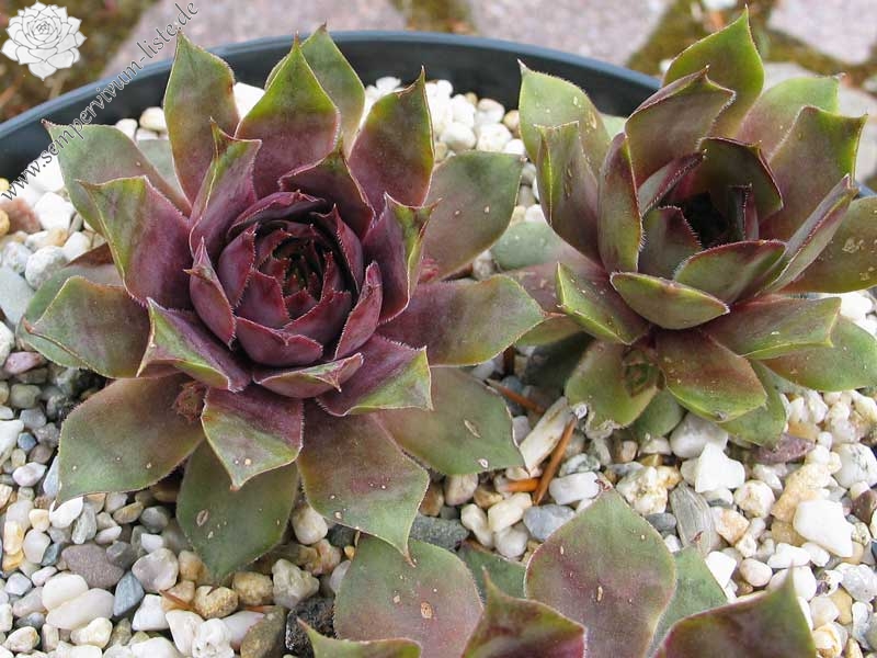 tectorum var. tectorum (decoloratum) Typ PH1014
