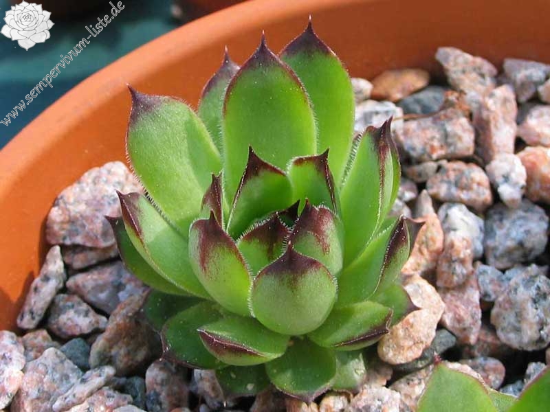 tectorum var. tectorum (glaucum) from Tirol