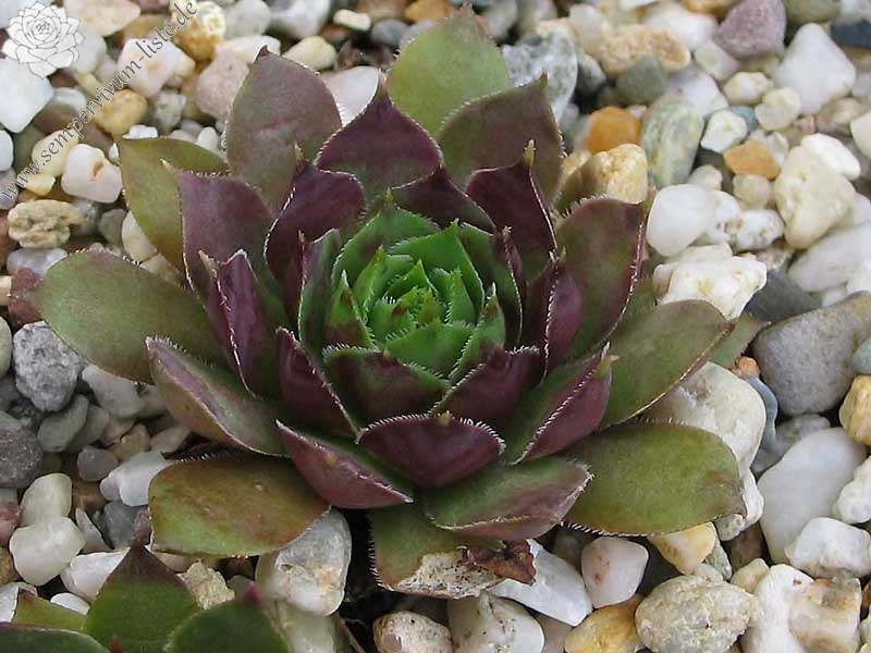 tectorum var. tectorum (rhenanum)