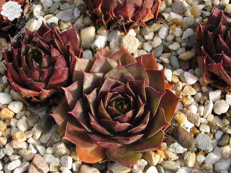 tectorum var. tectorum (rhenanum)