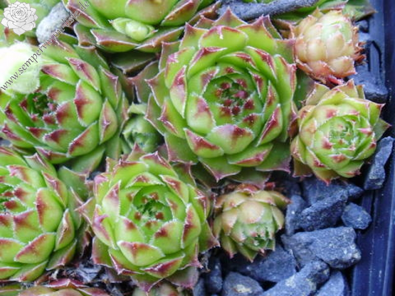 tectorum var. tectorum (alpinum)