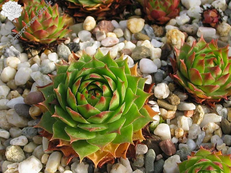 tectorum var. tectorum (alpinum) from Berninapass